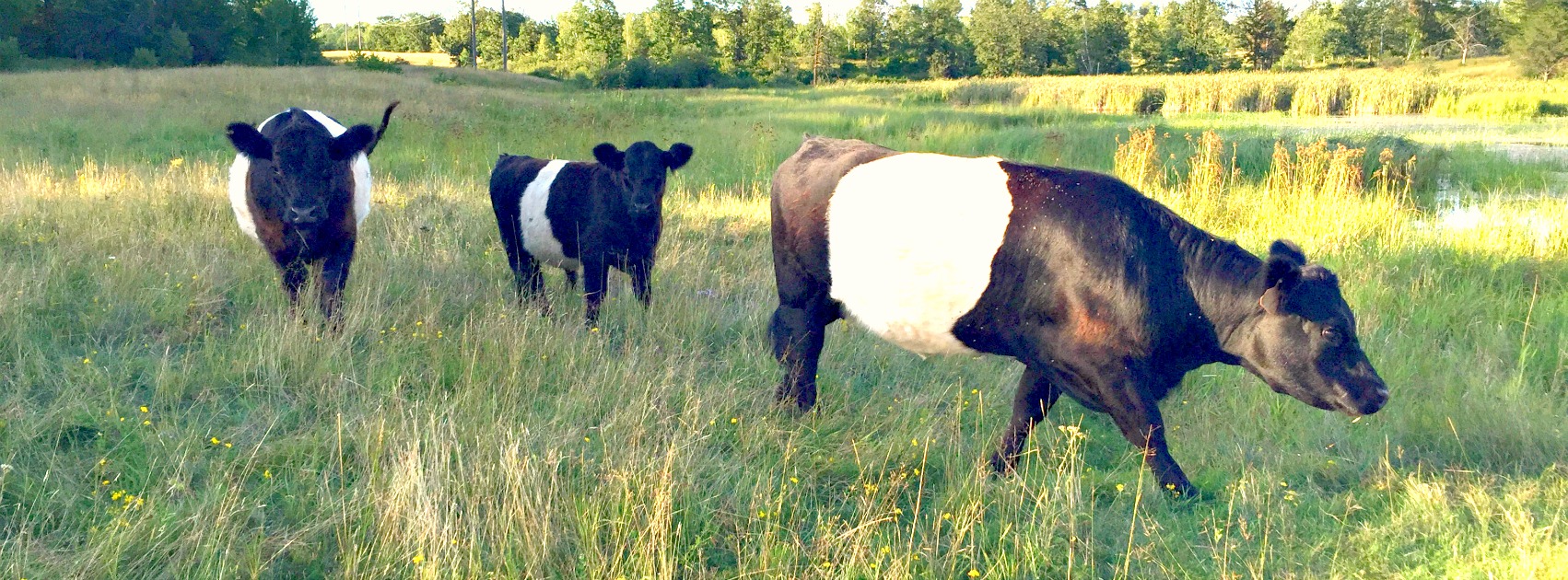 Belted Galloway Cattle – Crooked Tree Ranch